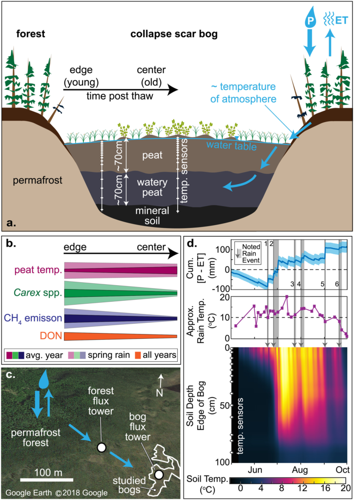 Conceptual overview of rainwater melting permafrost. (a) Collapse scar bog surrounded by forested permafrost plateaus. (b) Conceptual representation of edge‐to‐center gradients of soil temperature, coverage of Carex, methane emissions, and dissolved organic nitrogen (DON) concentrations in the bog for an average year (e.g., 2015; dark colored bands) and a year with spring rainfall (e.g., 2016; light colored bands). (c) Google Earth image of field site showing the permafrost forest that contributes water to the down‐gradient bog complex. Location of flux towers installed within the permafrost forest and bog complex are indicated. (d) Data collected from the site during 2014. Top panel, cumulative difference between precipitation (P) and evapotranspiration (ET) for the permafrost forest. Arrows mark rain events, with duration of events highlighted by the gray bars associated with each arrow. Graphic: Neumann, et al., 2019 / Geophysical Research Letters﻿