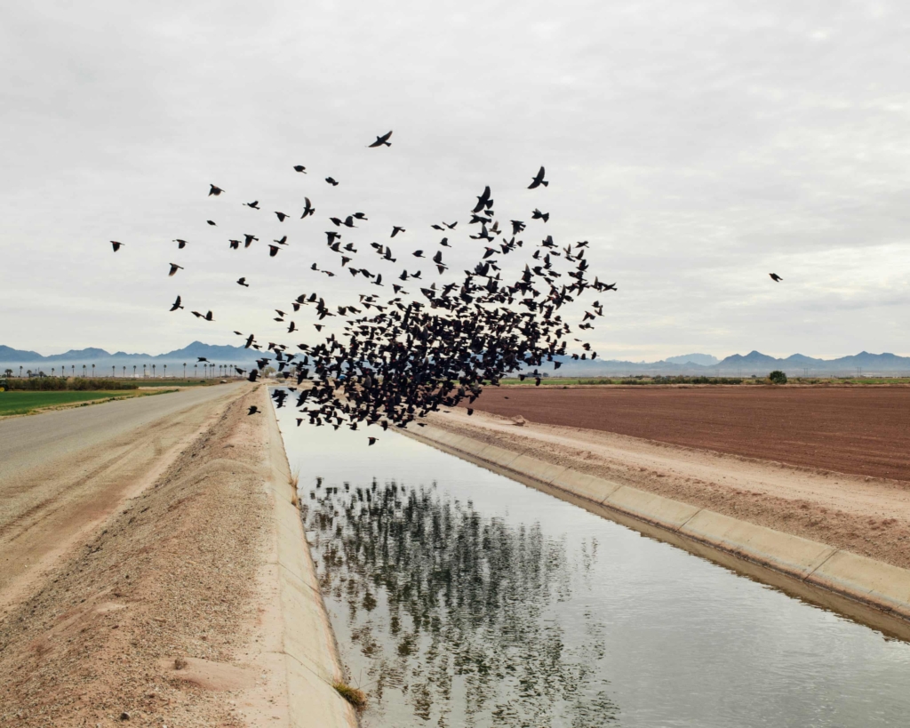 Red-winged blackbirds flock over an irrigation ditch in Blythe, California. Photo: Trent Davis Bailey / The Guardian