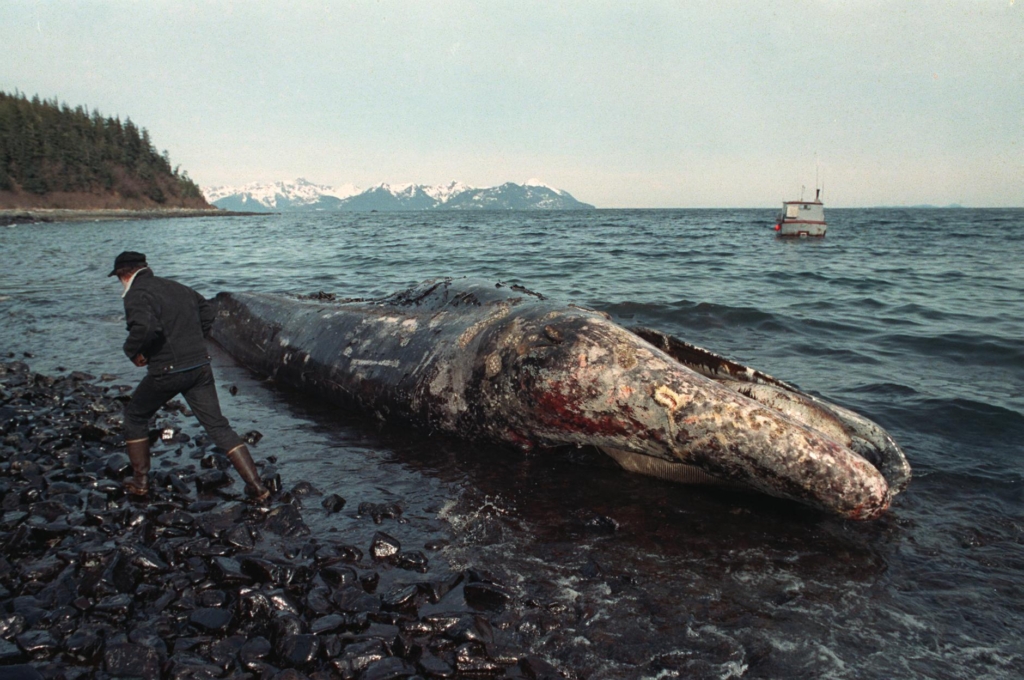 A local fisherman inspects a dead California gray whale that was killed by the Exxon Valdez oil spill, on the northern shore of Latoucha Island, Alaska, on 9 April 1989. Photo: John Gaps III / AP Photo
