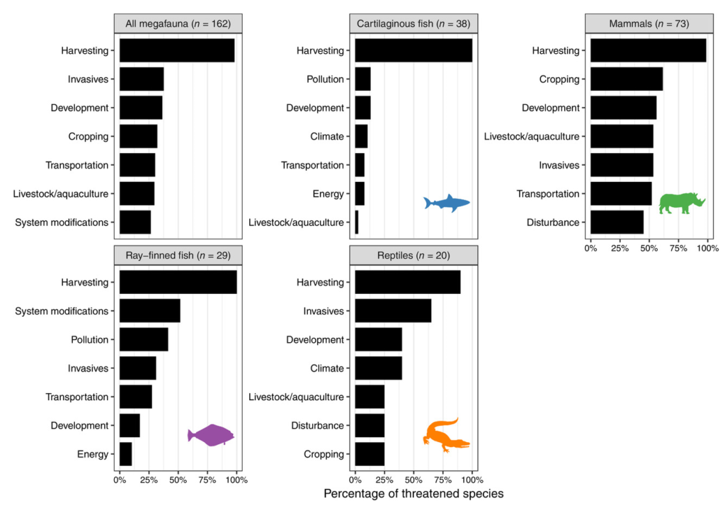 Current threats to megafauna. Shown are percentages of threatened megafauna species in each class facing different types of threats. We used the top‐level coded threat data on species Red List fact sheet pages, grouping threats 5.1/5.4 together as “Harvesting,” 5.2/5.3 as “Logging,” 2.1/2.2 as “Cropping,” and 2.3/2.4 as “Livestock/aquaculture.” Only threatened species with coded threat information available (145/155) were used for this plot. Only the seven most common threats for each group are shown. No panel is shown for the single threatened amphibian species, the Chinese giant salamander. It was threatened by harvesting, system modifications, pollution, logging, energy, and cropping. Similarly, no panel is shown for the single threatened bird species, the Somali Ostrich, which was threatened by harvesting, livestock, and cropping. Graphic: Ripple, et al., 2019 / Conservation Letters﻿
