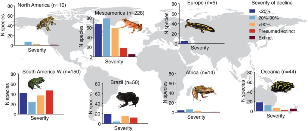Global distribution of chytridiomycosis-associated amphibian species declines. Bar plots indicate the number (N) of declined species, grouped by continental area and classified by decline severity. Brazilian species are plotted separately from all other South American species (South America W); Mesoamerica includes Central America, Mexico, and the Caribbean Islands; and Oceania includes Australia and New Zealand. No declines have been reported in Asia. n, total number of declines by region. Graphic: Scheele, et al., 2019 / Science 