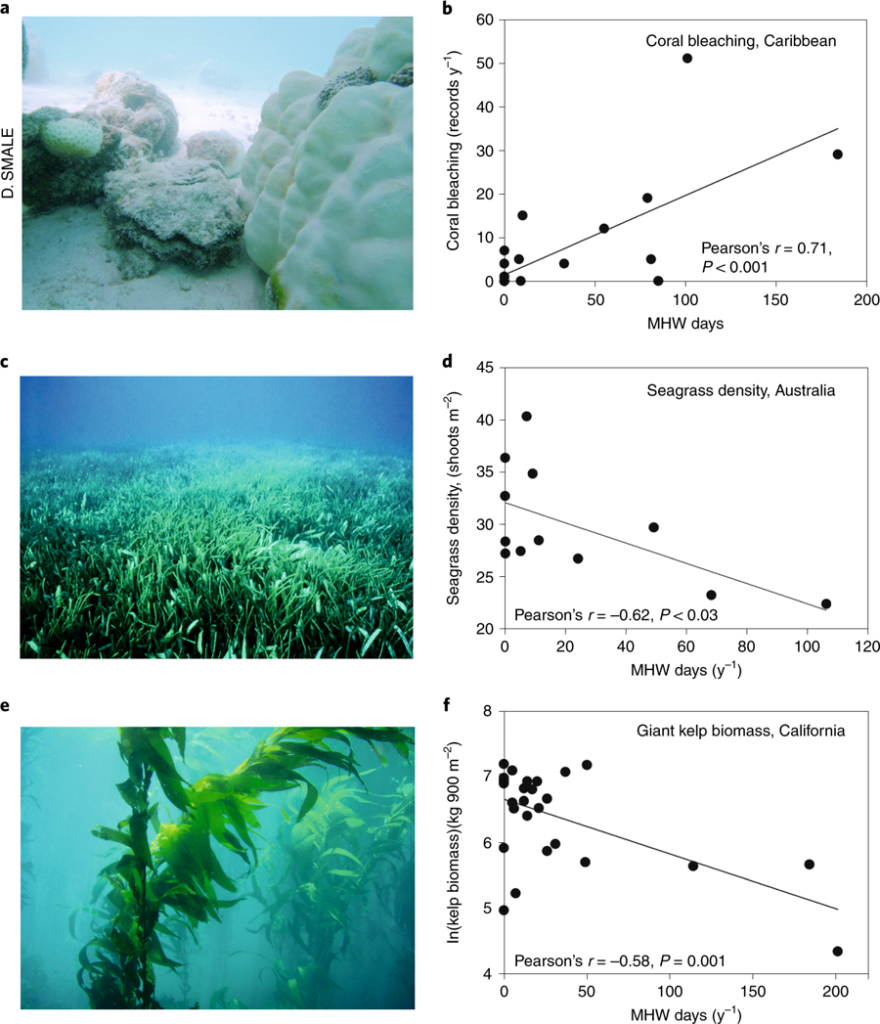 Impacts of marine heatwaves (MHWs) on foundation species. Severe MHWs, such as those associated with the extreme El Niño events of 1997–1998 and 2015–2016, have caused widespread bleaching and mortality of reef building corals. b, Analysis of annual coral bleaching records from the Caribbean Sea/Gulf of Mexico region (1983–2010, data from NOAA Coral Reef Watch) showed that the number of MHW days per year was positively correlated with the frequency of coral bleaching observations. c, Seagrass meadows yield critical ecosystem services, including carbon sequestration and biogenic habitat provision, yet recent MHWs have affected seagrass populations in several regions. d, Monitoring data from independent sites in Cockburn Sound, Western Australia (2003–2014, data provided by Cockburn Sound Management Council) indicated that the number of MHW days recorded in the previous year was negatively correlated with seagrass (Posidonia sinuosa) shoot density. e, Kelp forests represent critical habitats along temperate coastlines but extreme temperatures experienced during MHWs can cause widespread mortality and deforestation. f, Satellite-derived estimates of giant kelp (Macrocystis pyrifera) biomass along the coastline of California/Baja California (1984–2011, data from Santa Barbara Coastal Long-term Ecological Research programme) showed that kelp biomass was negatively correlated with the number of MHW days recorded during the previous year. Credit: National Oceanic and Atmospheric Administration, US Department of Commerce (panels c and e). Graphic: Smale, et al., 2019 / Nature Climate Change﻿