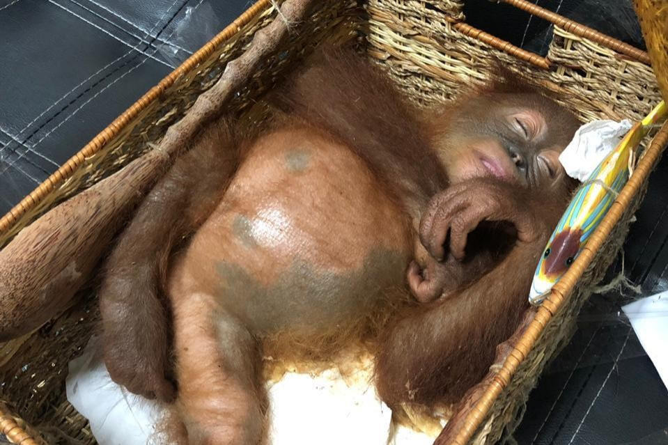 A drugged, smuggled orangutan was seized at Bali airport on 22 March 2019. The two-year-old orangutan was drugged by a Russian national accused of trying to smuggle the protected animal from Bali to Russia. Tapanuli orangutans, found in isolated forests in Sumatra, have been described by conservationists as the most endangered great ape species in the world. Photo: Denpasar Quarantine office