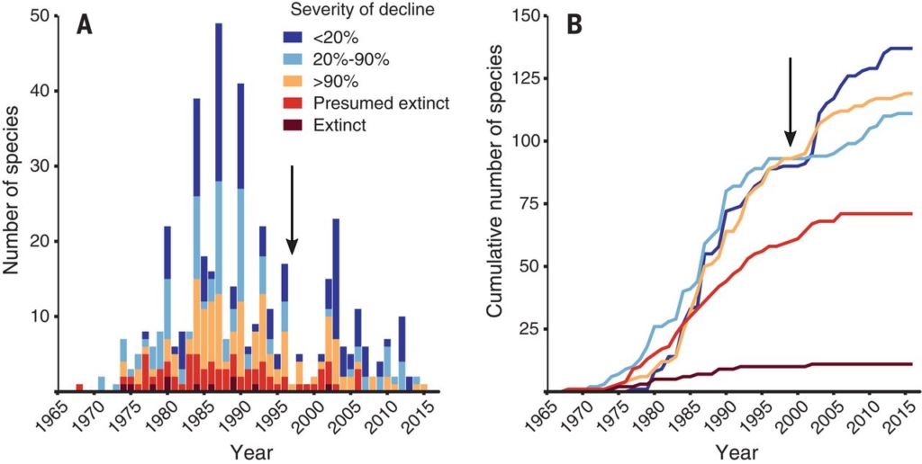 Timing of chytridiomycosis-associated amphibian declines. (A) Declines by year. Bars indicate the number of declines in a given year, stacked by decline severity. For species for which the exact year of decline is uncertain, the figure shows the middle year of the interval of uncertainty, as stated by experts or inferred from available data. (B) Cumulative declines. Curves indicate the cumulative number of declines in each decline-severity category over time. In (A) and (B), the arrows mark the discovery of chytridiomycosis in 1998. Graphic: Scheele, et al., 2019 / Science 