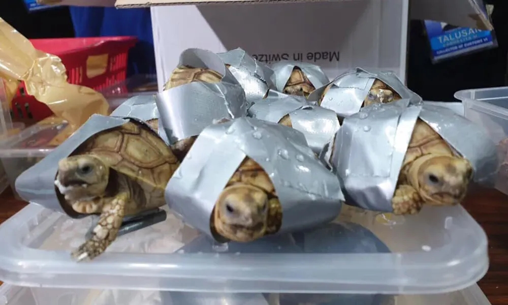 1,529 live turtles, including Star Tortoise, Redfoot Tortoise, Sulcata Tortoise, and Red-eared Slider species, were found inside duct-taped suitcases abandoned in an airport in Manila. Photo: Philippines Bureau of Customs NAIA / Facebook