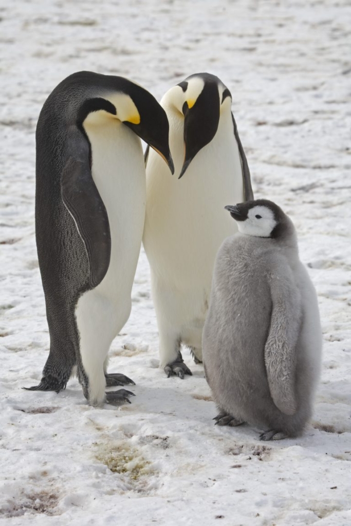 Adult Emperor penguins with chick (Aptenodytes forsteri) on the sea ice close to Halley Research Station on the Brunt Ice Shelf. Photo: Richard Burt