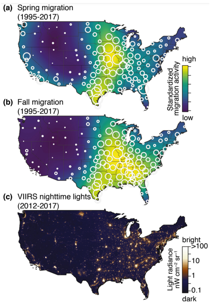 Average cumulative distribution of migrant birds during (a) spring and (b) fall migrations from 1995 to 2017 measured by weather surveillance radar (WSR). Circles indicate WSR station locations and are scaled to cumulative migration activity. The magnitudes of spring and fall cumulative movements are standardized to the same range. (c) Log10-scaled mean radiance of ALAN measured by the VIIRS on the Suomi- NPP satellite. Graphic: Horton, et al., 2019 / Frontiers in Ecology and the Environment
