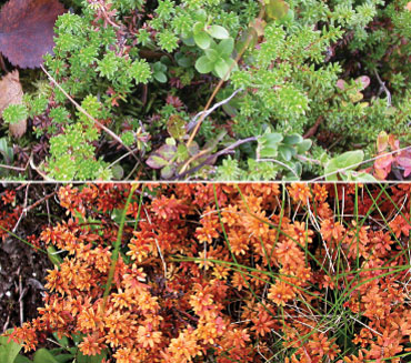 Top: Healthy crowberry shrubs grow among mountain cranberry in Abisko, Sweden, in September 2005. Bottom: A 2013 midwinter warming event near Tromsø, Norway, melted the snow. By May, these crowberry plants turned reddish brown from severe stress. When this happens, the leaves eventually turn brown, then wilt, turn gray and fall off.
Photo: J. Bjerke and Hans Tømmervik / Science News