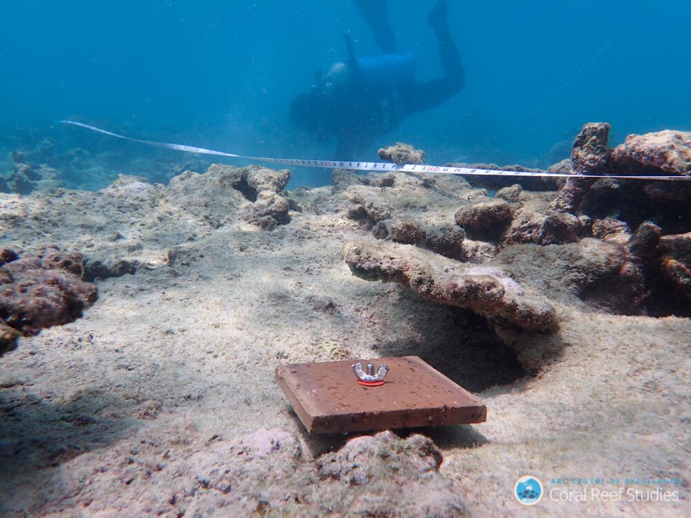 A diver places tiles for collecting coral larvae on the Great Barrier Reef, 22 February 2019. Photo: Hughes, et al., 2019 / Nature