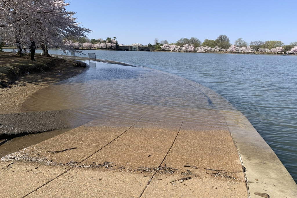 Part of the sidewalk near the Jefferson Memorial is covered in water during high tide at the Tidal Basin in Washington, Wednesday, 3 April 2019. Decades of wear and tear from foot traffic, combined with rising sea levels and a deteriorating sea wall, have created a chronic flooding problem in the Tidal Basin, the manmade 107-acre reservoir that borders the Jefferson Memorial, home to the highest concentration of cherry blossom trees. Photo: Ashraf Khalil / AP Photo