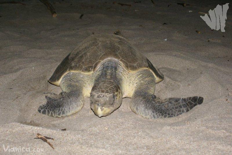Turtles’ absence from Nicaragua stronghold raises alarm for future – “It is heartbreaking to think that all of the conservation efforts could be in vain”