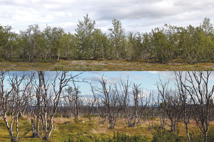 From 2002 to 2009, two moth species defoliated as much as a third of the mountain birch trees that stretch across northern Norway, Sweden, and Finland. By 2014, some trees had recovered (top) while others had not (bottom). Photo: Jakob Iglhaut / Science News