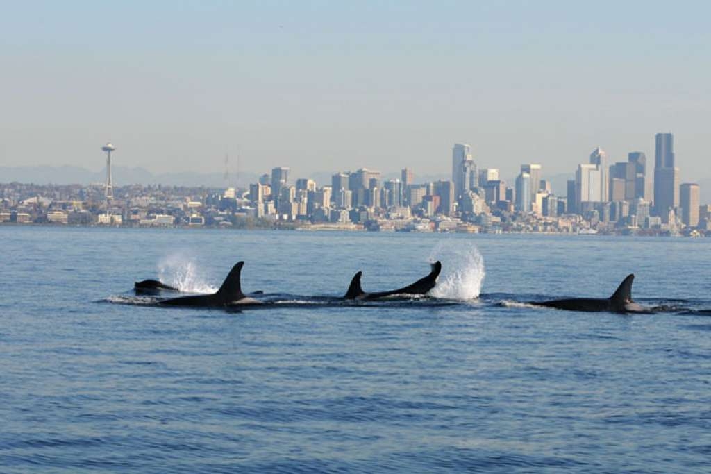 Orcas swim in Elliott Bay, with the Seattle skyline in the background. Photo: NOAA Fisheries