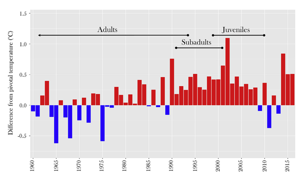Estimated Sand Temperatures for Moulter Cay/Raine Island Rookeries, 1960-2016. Estimated mean monthly sand temperatures for the middle of the nesting season (December–March) from 1960 to 2016. Bars show temperature above (red) and below (blue) the pivotal temperature of 29.3°C calculated for green turtles at Raine Island. Also shown are the years in which adults, subadults, and juveniles were likely born at nGBR rookeries. Graphic: Jensen, et al., 2018 / Current Biology