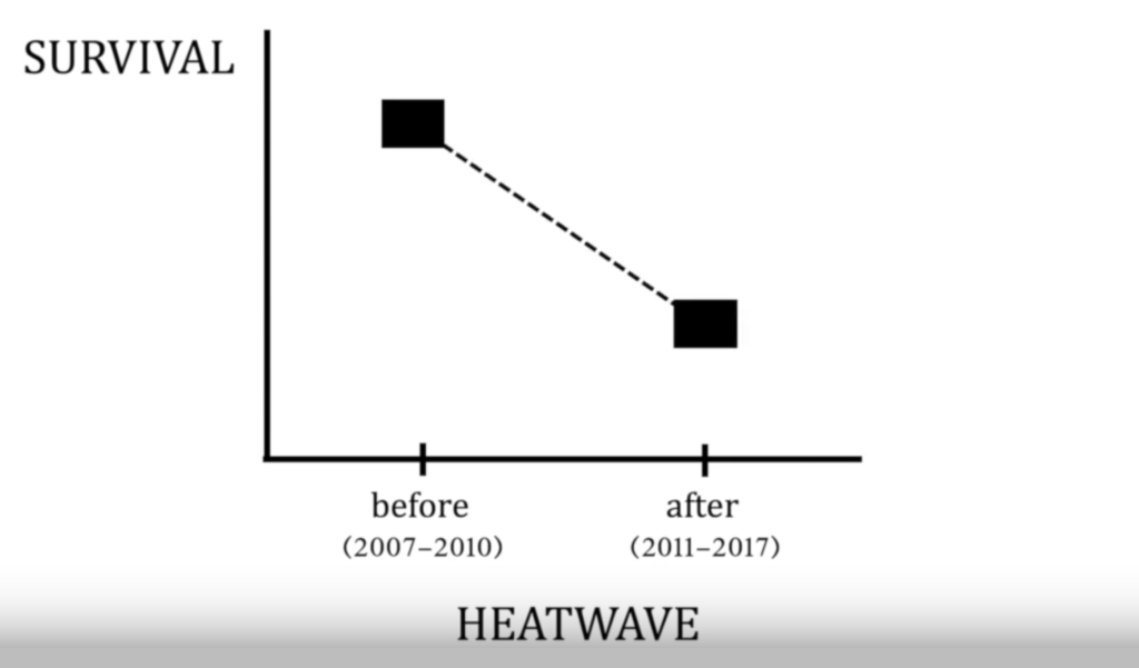Long-term decline in survival and reproduction of Indo-Pacific bottlenose dolphins following the unprecedented marine heatwave of 2011 in Shark Bay World Heritage Area, Western Australia. The dolphins’ survival rate fell by 12 percent following the heatwave, and female dolphins gave birth to fewer calves – a phenomenon that lasted at least until 2017. Graphic: Wild, et al., 2019 / Current Biology