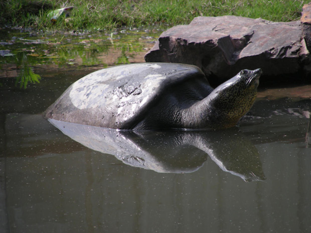 A female Yangtze giant softshell turtle, one of four remaining in the world, is seen at Suzhou Zoo in China in 2015. She died on 13 April 2019, following an attempt to artificially inseminate her. Photo: Gerald Kuchling