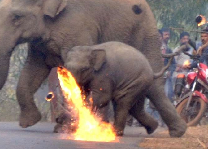 A mother elephant and her baby are attacked by villagers with fire in India. Photo: Biplab Hazra / The Independent