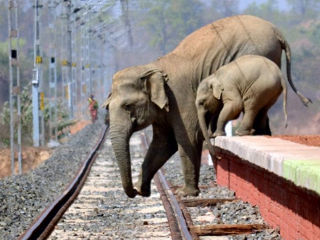 A mother elephant and her baby try to cross railroad tracks in India. Photo: Biplab Hazra / The Independent