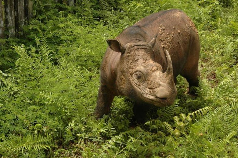 Malaysia's last surviving male Sumatran rhino Tam, believed to be in his 30s, died on 27 May 2019 after suffering from kidney and liver damage. Photo:WWF-Malaysia / Facebook