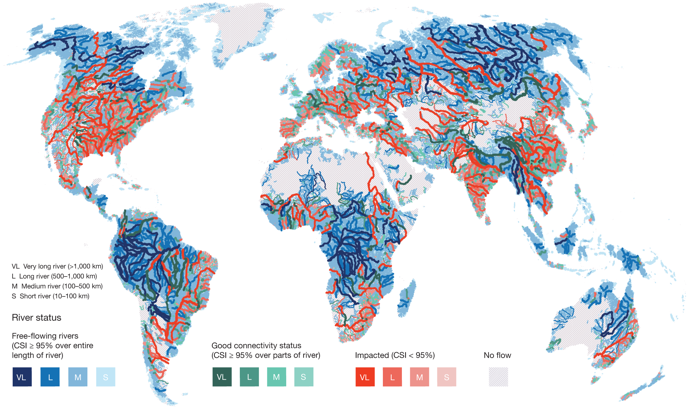 Map the world’s free-flowing rivers. Blue represents free-flowing rivers, green represents good connectivity, and red represents impacted. Only 37 percent of the world’s longest rivers remain free-flowing. Nearly 60,000 large dams exist worldwide, with more than 3,700 currently planned or under construction. Graphic: Grill, et al., 2019 / Nature