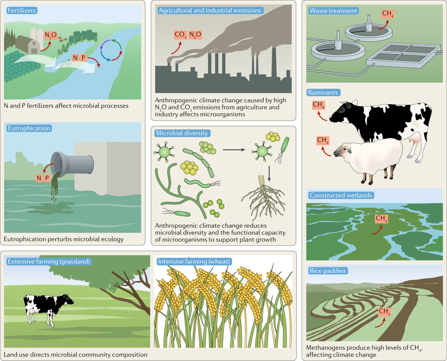 Agriculture and other human activities that affect microorganisms. Agricultural practices influence microbial communities in specific ways. Land usage (for example, plant type) and sources of pollution (for example, fertilizers) perturb microbial community composition and function, thereby altering natural cycles of carbon, nitrogen and phosphorus transformations. Methanogens produce substantial quantities of methane directly from ruminant animals (for example, cattle, sheep and goats) and saturated soils with anaerobic conditions (for example, rice paddies and constructed wetlands). Human activities that cause a reduction in microbial diversity also reduce the capacity for microorganisms to support plant growth. Graphic: Cavicchioli, et al., 2019 / Nature Reviews Microbiology