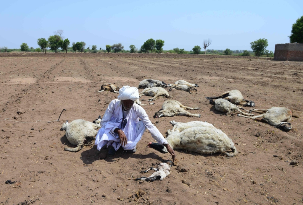 An Indian migrant shepherd kneels among his dead sheep at a field in Ranagadh village, Surendranagar district. Hundreds of Indian villages were evacuated in June 2019 as a historic drought forces families to abandon their homes in search of water. Photo: Sam Panthaky / AFP / Getty Images