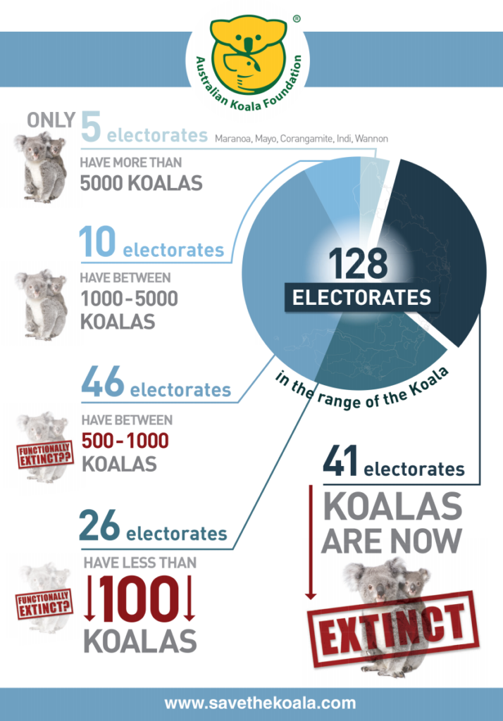 Infographic from Australian Koala Foundation, declaring that koalas are “functionally extinct” in the wild in Australia. Graphic:  Australian Koala Foundation