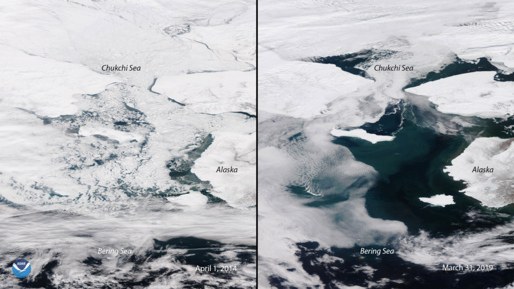 Aerial view of sea ice in the Bering Sea in 2014 (left) and 2019 (right). In March 2019, the Bering Sea had much less ice than usual. Photo: NOAA