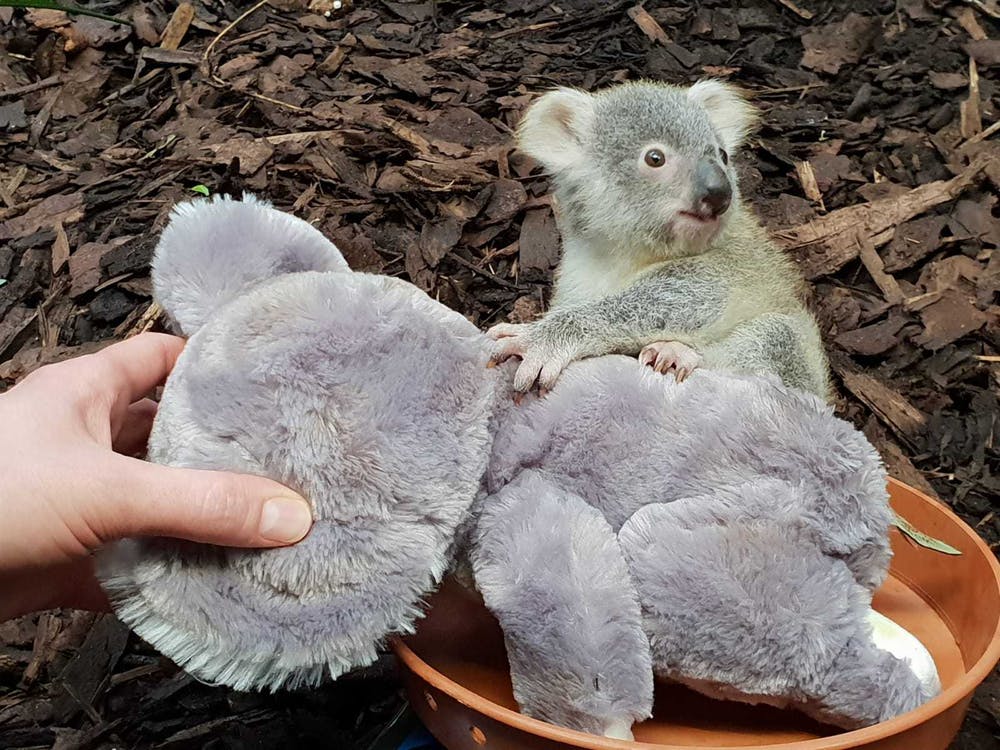 This eight-month old joey, shown being weighed with the aid of a cuddly toy, is one of the only Queensland koalas in the UK. Zoo populations alone cannot save koalas from extinction. Photo: RZSS / AAP