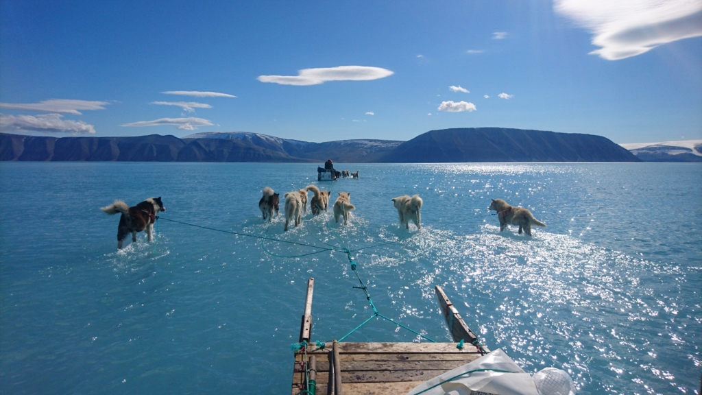 A dog sled team travels through meltwater on sea ice in northwest Greenland, 13 June 2019. 
Steffen Malskaer got the difficult task of retrieving oceanographic moorings and weather station. Rapid melt and sea ice with low permeability and few cracks leaves the melt water on top. This photo was taken around mid afternoon local time on sea ice, in the middle of Inglefield Bredning. Photo: Steffen M. Olsen / Danmarks Meteorologiske Institut