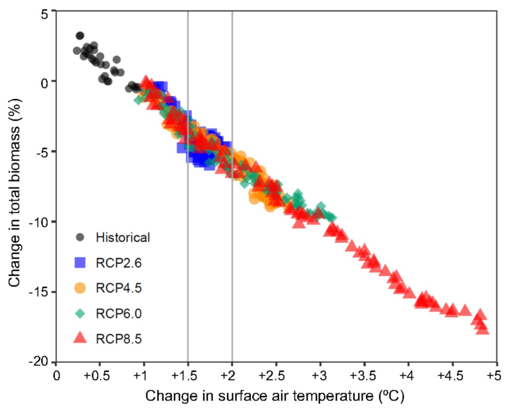 Projected biomass trends in relation to global air temperature changes. Shown is the relationship of the change in marine animal biomass to increasing global surface air temperature since preindustrial times (1860s). Each dot represents an annual ensemble mean (n = 10) relative to 1990–1999 across historical and future emission scenarios (RCPs) in the absence of fishing. Vertical lines frame expected changes between 1.5 °C and 2 °C of warming. Graphic: Lotze, et al., 2019 / PNAS