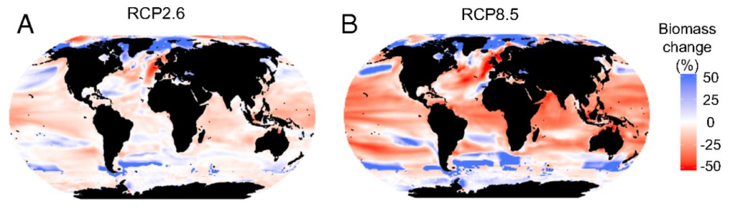 Spatial patterns of projected biomass changes. Shown are global ensemble projections at a 1 × 1 degree resolution for (A, C, and E) RCP2.6 and (B, D, and F) RCP8.5. (A and B) Multimodel mean change (percent, n = 10) in total marine animal biomass in 2090–2099 relative to 1990–1999 without fishing. (C and D) Variability among different ecosystem model and ESM combinations expressed as 1 SD. (E and F) Model agreement (percent) on the direction of change. Graphic: Lotze, et al., 2019 / PNAS