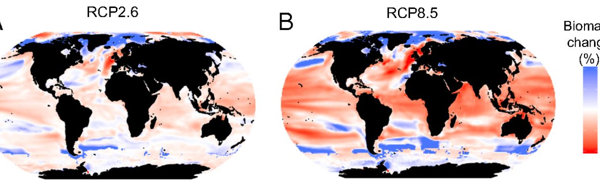 Spatial patterns of projected biomass changes. Shown are global ensemble projections at a 1 × 1 degree resolution for (A, C, and E) RCP2.6 and (B, D, and F) RCP8.5. (A and B) Multimodel mean change (percent, n = 10) in total marine animal biomass in 2090–2099 relative to 1990–1999 without fishing. (C and D) Variability among different ecosystem model and ESM combinations expressed as 1 SD. (E and F) Model agreement (percent) on the direction of change. Graphic: Lotze, et al., 2019 / PNAS