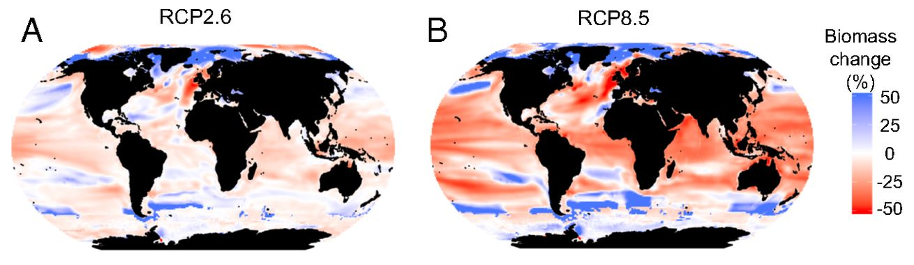 Spatial patterns of projected biomass changes. Shown are global ensemble projections at a 1 × 1 degree resolution for (A, C, and E) RCP2.6 and (B, D, and F) RCP8.5. (A and B) Multimodel mean change (percent, n = 10) in total marine animal biomass in 2090–2099 relative to 1990–1999 without fishing. (C and D) Variability among different ecosystem model and ESM combinations expressed as 1 SD. (E and F) Model agreement (percent) on the direction of change. Graphic: Lotze, et al., 2019 / PNAS