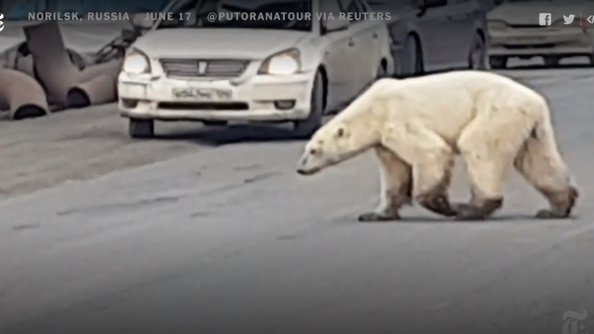 An emaciated polar bear wanders far from its natural habitat up north to the industrial city of Norilsk, Russia, scavenging for food, 17 June 2019. Photo: Putoranatour / Reuters
