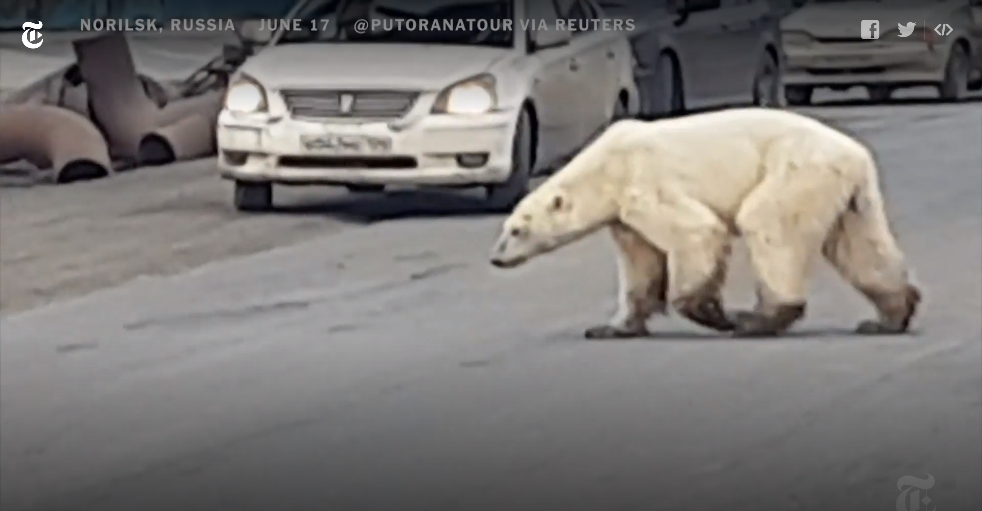 An emaciated polar bear wanders far from its natural habitat up north to the industrial city of Norilsk, Russia, scavenging for food, 17 June 2019. Photo: Putoranatour / Reuters