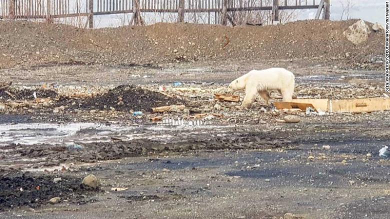 A hungry and exhausted young polar bear wanders in the suburbs of the Siberian industrial city of Norilsk in June 2019, hundreds of miles from its usual habitat. Photo: Oleg Krashevsky