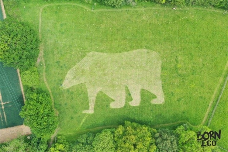 Aerial view of a yard with the outline of a polar bear mowed into the grass by 18-year-old Ollie Nancarrow on 2 June 2019. The teen attempted to catch the eye of Donald Trump on the grounds of his family home just outside Hatfield Heath, Essex, England, under the flight path of Air Force One. Photo: Ollie Nancarrow