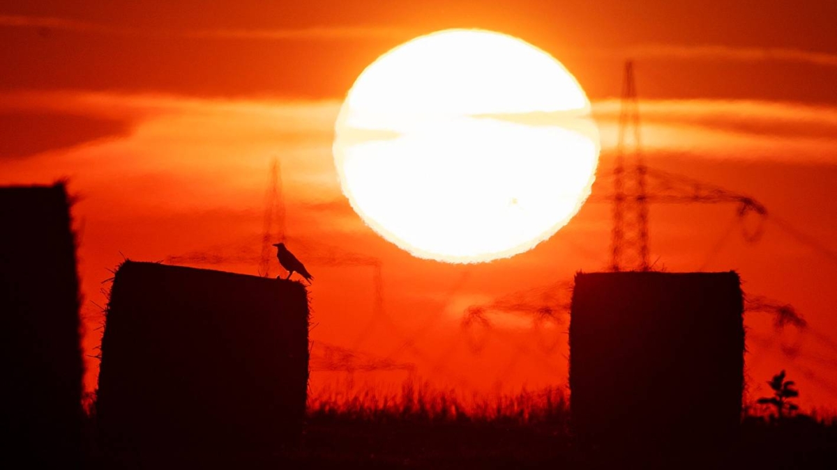 A bird sits on a straw bale on a field in Frankfurt, Germany, as the sun rises on Thursday, 25 July 2019 during Europe's record-breaking heatwave. Photo: Michael Probst / AP Photo