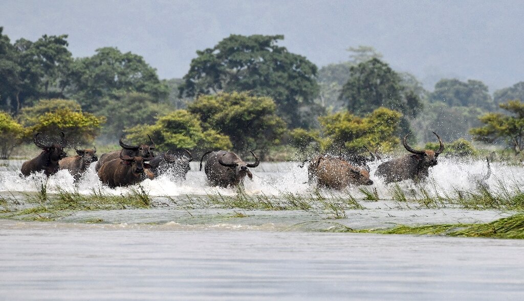 A herd of wild buffalo wade through floodwaters at Kaziranga National Park in the India's northeast state of Assam, 24 July 2019. Photo: Biju BORO / AFP Photo