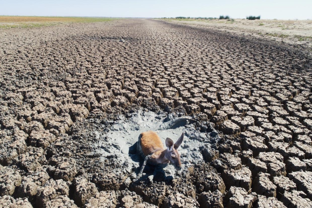 A kangaroo is seen stuck in drying mud in the drainage canal of lake Cawndilla, one of the four main lakes of the Menindee Lakes in New South Wales, Australia, 10 January 2019. Photo: Getty