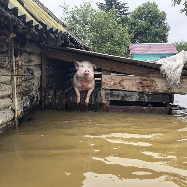 A pig is trapped by flooding in the Amur region in the Russian Far East, on 29 July 2019. Some 2,000 people were evacuated. Photo: Amurskaya Pravda / @tim0n050
