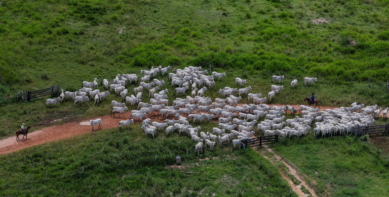 Aerial view of a cattle ranch in Cumaru do Norte, in the interior of the state of Pará. Photo: Eduardo Anizelli / Folhapress