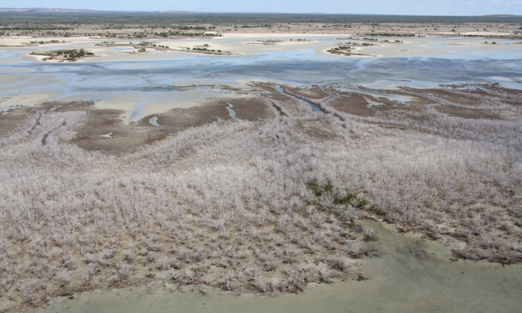 Aerial view of the mass dieback of mangroves along the Gulf of Carpentaria. Photo: Norman Duke / James Cook University