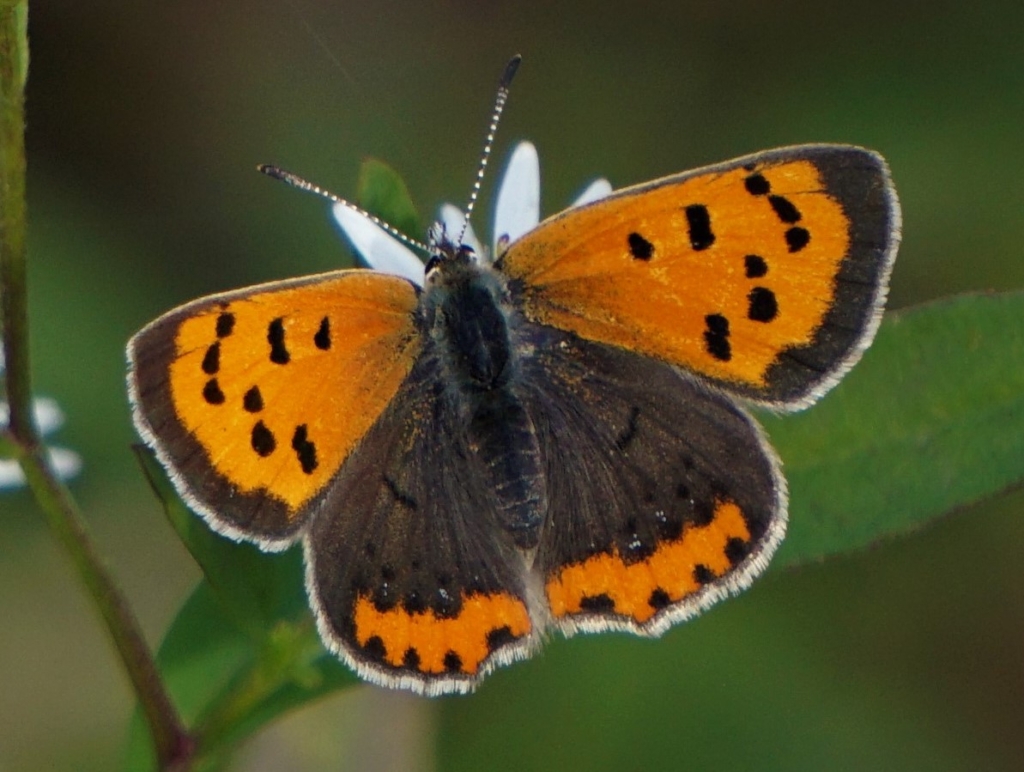 American Copper butterfly (Lycaena phlaeas), seen in Tennessee on 18 November 2018. Photo: Stacey Whetstone / BAMONA