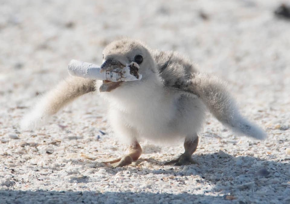 Black skimmer chick carrying a cigarette filter on a beach in Florida, 24 June 2019. Photo: Karen Mason