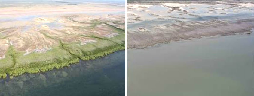 Comparison of living and dead mangroves at two sites along the Gulf of Carpentaria in 2016. Photo: Norman Duke