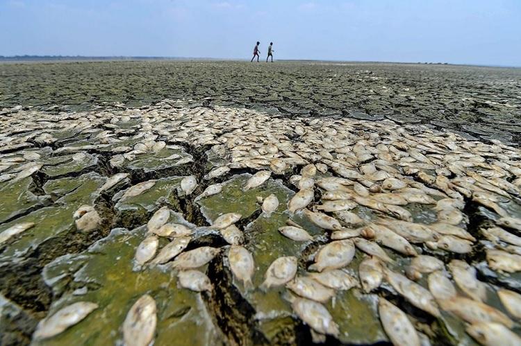 Dead fish lay on the parched bed of the Chembarambakkam reservoir, one of the two rain-fed reservoirs that priovides water to Chennai City, India. Photo: The News Minute