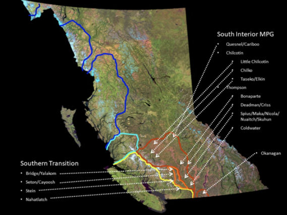 Map showing the locations of Thompson and Chilcotin River steelhead trout in B.C. Graphic: G. Wilson / B.C. Ministry of Environment / COSEWIC