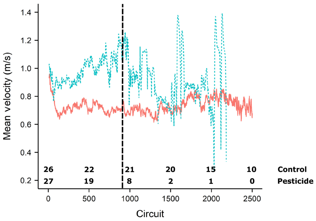 Mean velocity (m/s) flown by each treatment group (control = solid red, pesticide = dashed blue) plotted for each consecutive circuit for just the first 2,500 circuits. Numbers at the bottom of the graph refer to the number of bees still flying on the corresponding circuit, and the data plotted are for the subset of bees with normalized ITS between treatments (starting number of workers = 26 control; 27 pesticide). Vertical line represents the first 900 circuits used in the analysis for initial individual velocity, and the associated error per mean circuit velocity is not shown. Graphic: Kenna, et al., 2019 / Ecology and Evolution